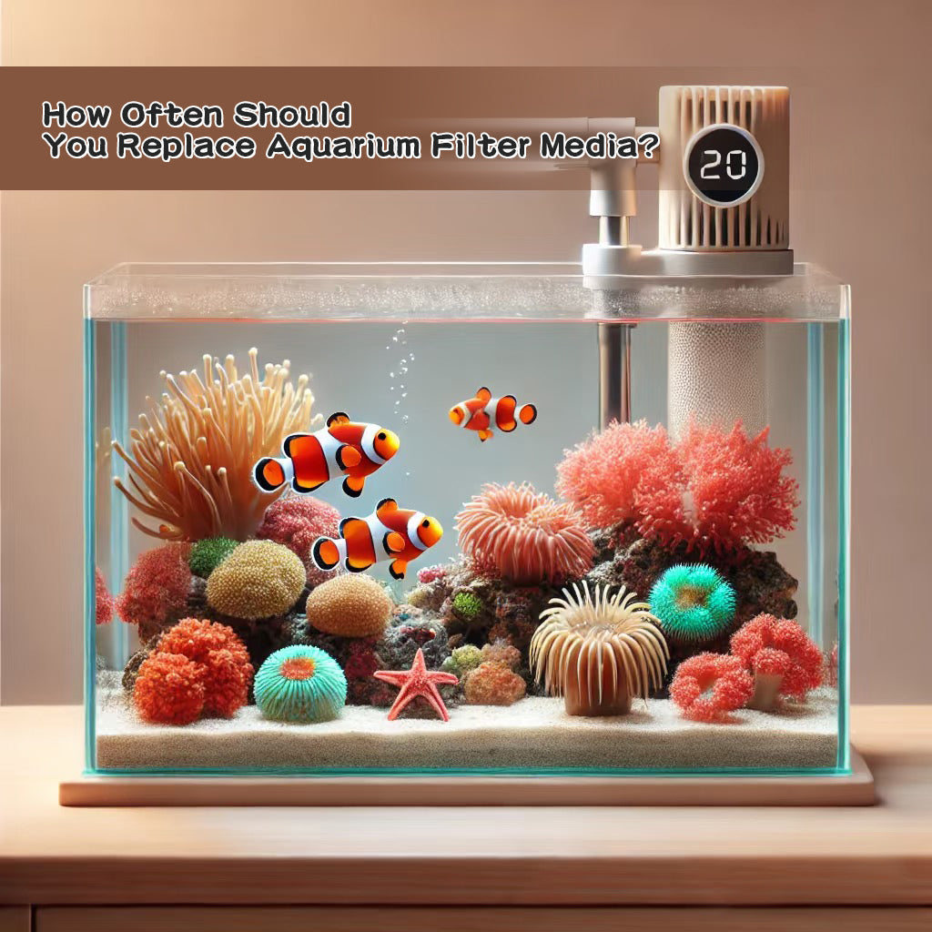 How Often Should You Replace Aquarium Filter Media? A Guide for Fish Keepers